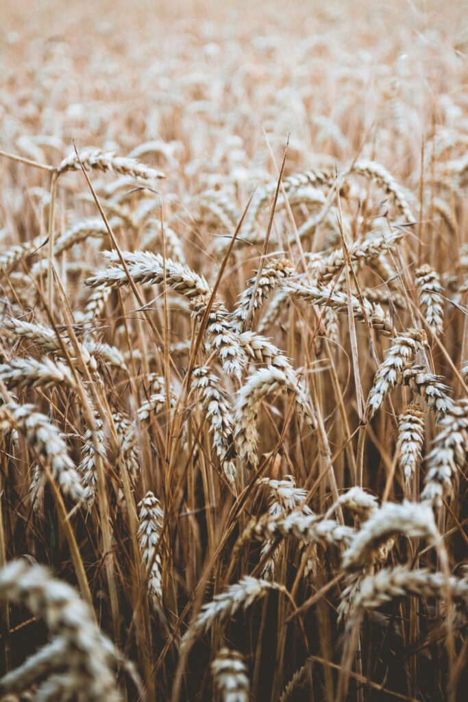 Wheat in the field